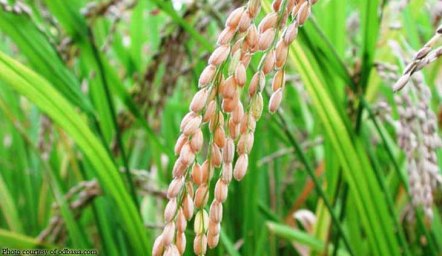 PSA-sees-drop-in-palay-and-corn-production-for-2016
